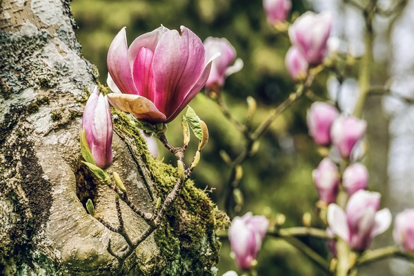 magnolia-4839467_1920