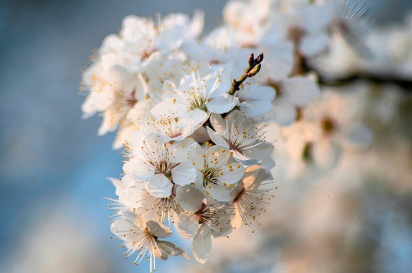 ruslansikunov-spring-10063884_1280