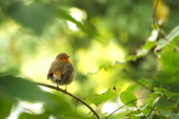 bird-8323639_1280