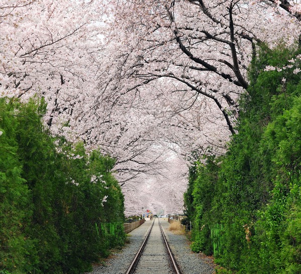 ka52ah64d-cherry-blossom-5025982_1280