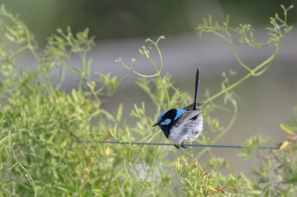 superb-fairywren-ge2c545e58_1920