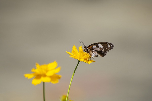 butterfly-5544161_1920 (1)