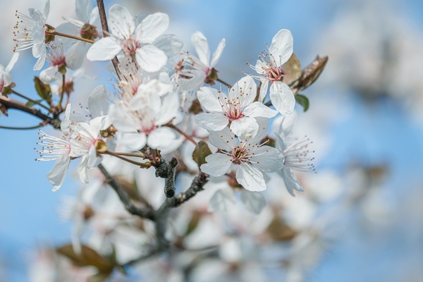 couleur-white-flowers-10161168_1280