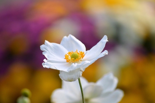 anemone-8282180_1280