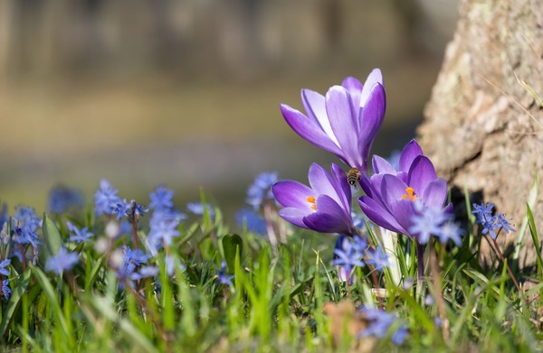 crocus-4890813_1920
