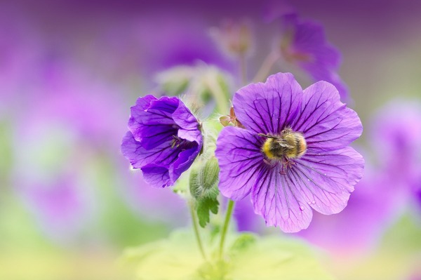 flowers-g8db124ee6_1920