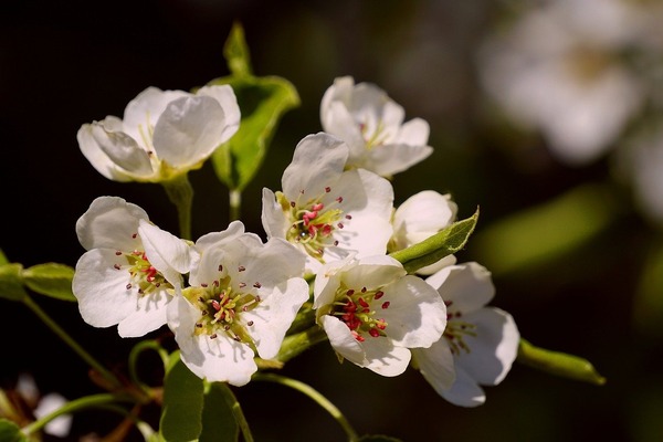 flowers-8415558_1280