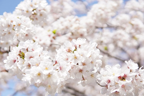 japanese-cherry-blossoms-6125088_1280