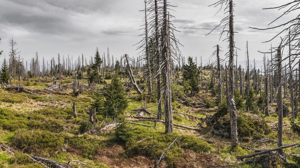 bavarian-forest-3385966_1920