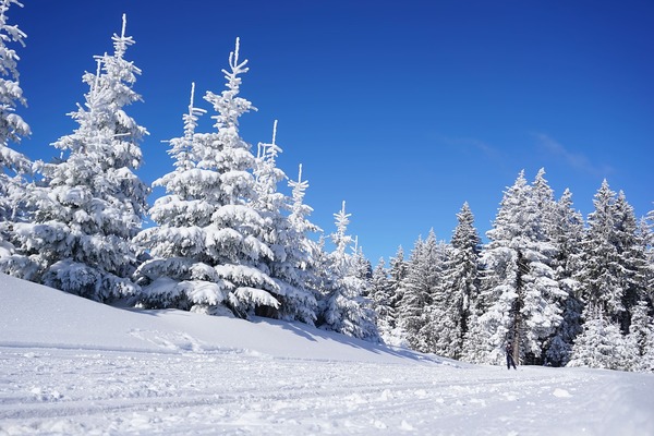 laura_kuhn-skiing-6060431_1280