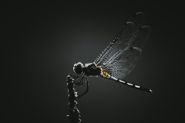 dragonfly-5639879_1920