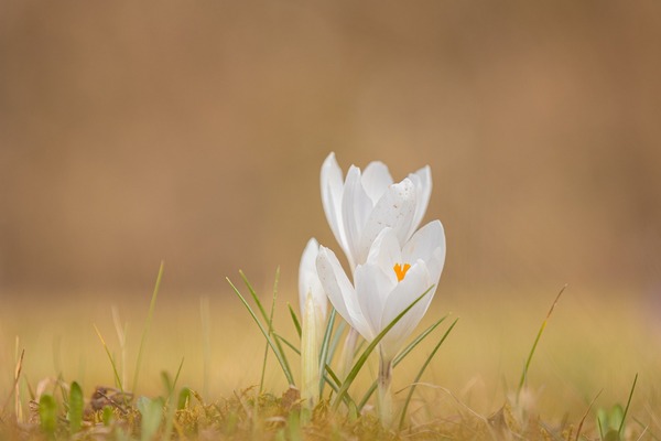 crocus-g158bd8fa3_1920