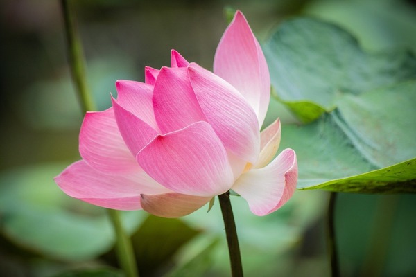 lotus-8369252_1280