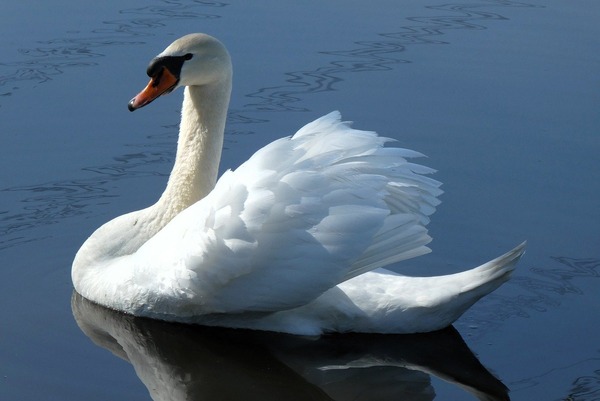 swan-9587142_1280
