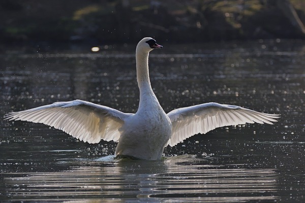 mute-swan-9217198_1280