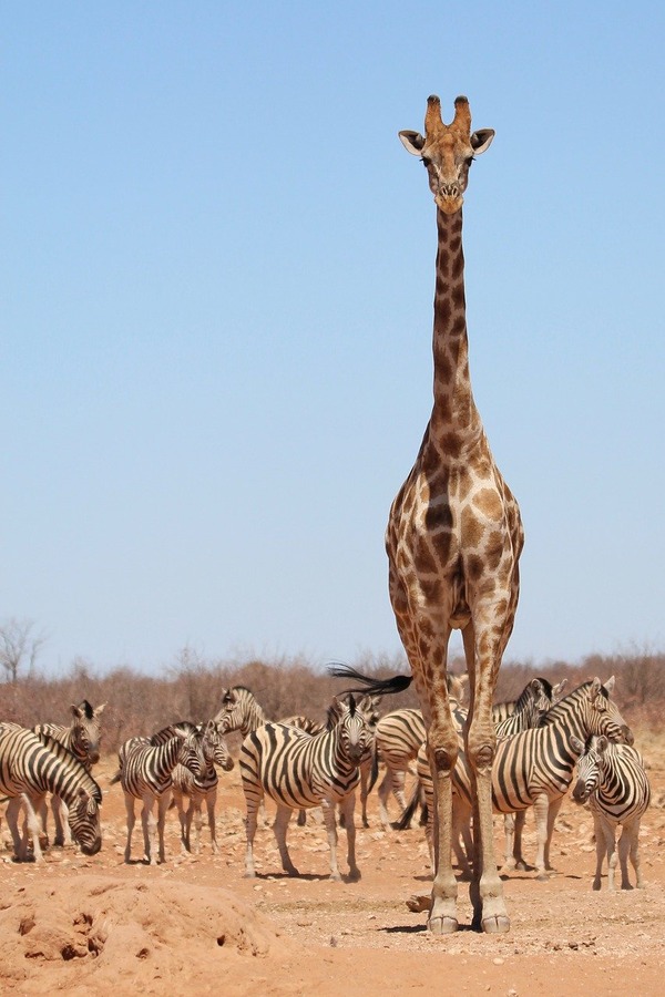 giraffe-8054174_1280
