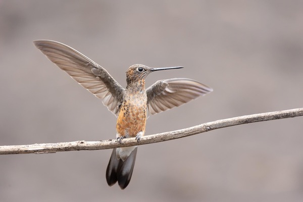 giant-hummingbird-9097277_1280