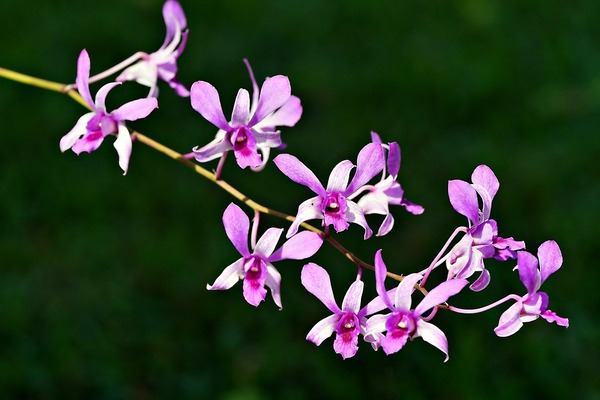 dendrobium-8050499_1280