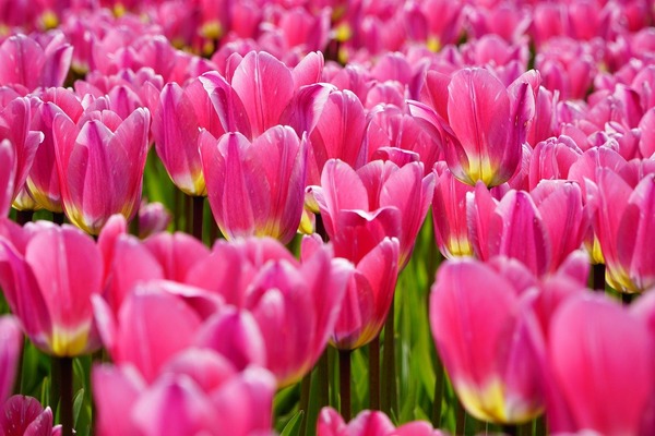 tulips-7964346_1280