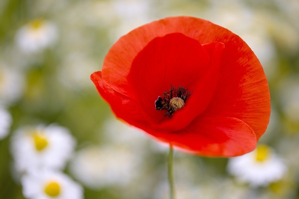 poppy-6320719_1920