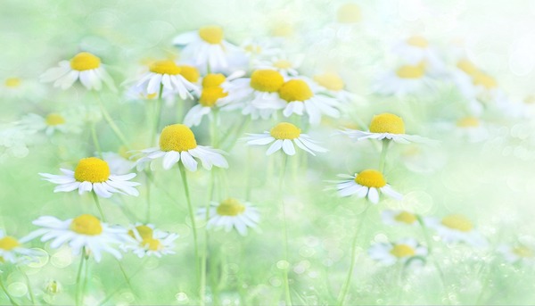 nature-3054797_1920