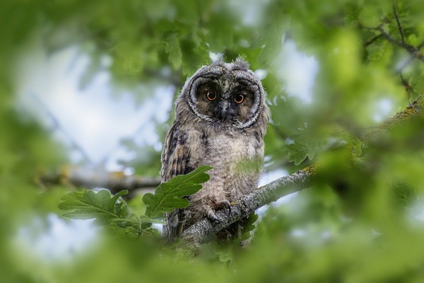 owl-8364426_1280