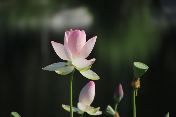 lotus-6045441_1920