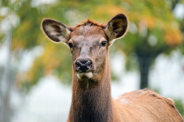wapiti-5778159_1920