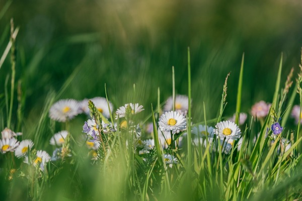 flowers-6206279_1920