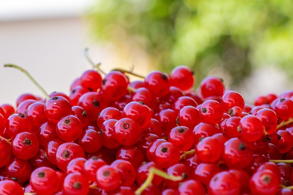 currants-5094281_1920