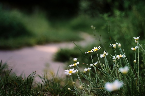 flowers-7221191_1920
