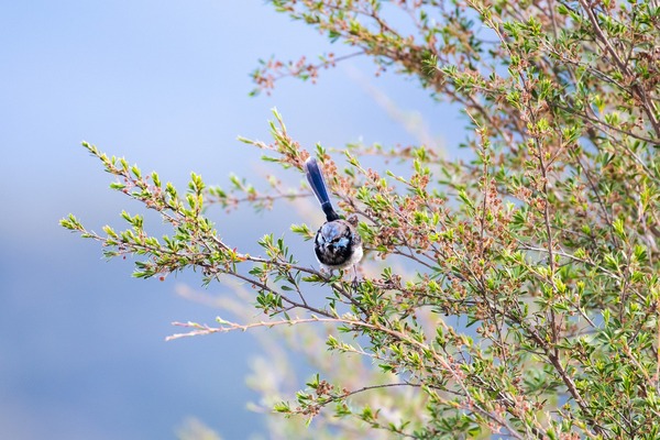 bird-6075839_1920