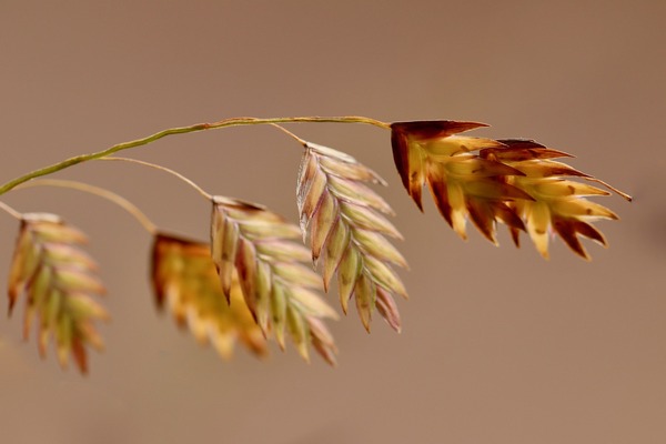 north-sea-oats-5706656_1920