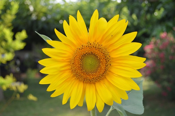 sunflower-829965_1920