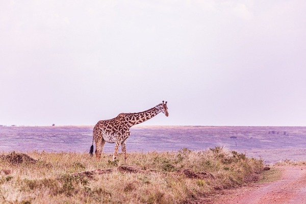 giraffe-8310206_1280