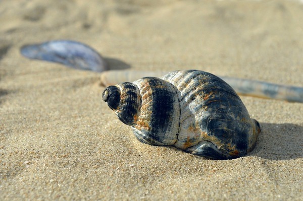 shellfish-9710628_1280