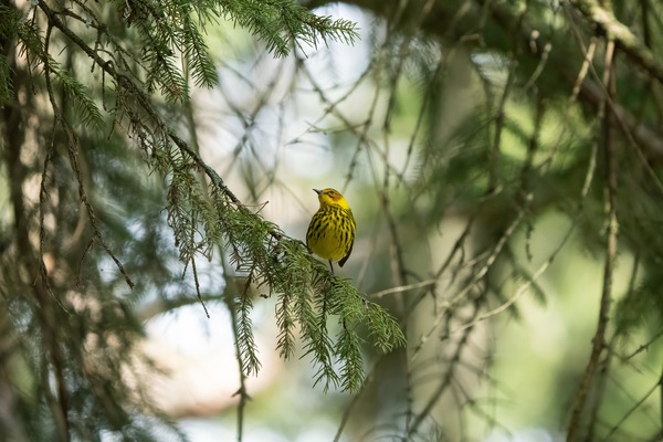 sam_gahan_ruhmkorff-cape-may-warbler-10164510