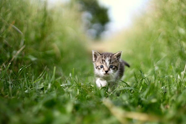 cat-7245850_1920