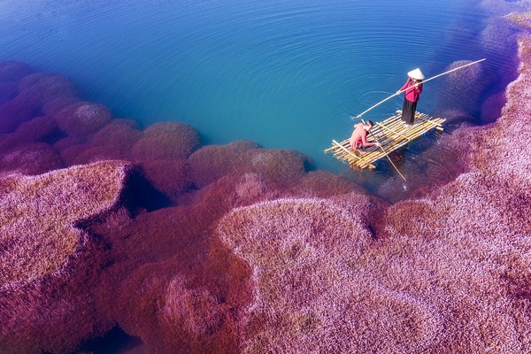 pink-algae-5389441_1280