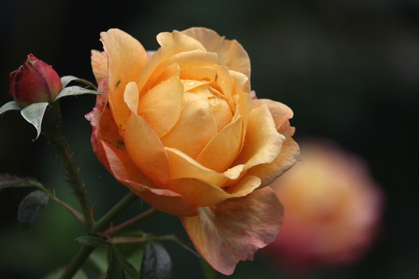 rose-7601873_1920