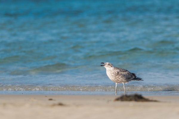 pacific-gull-7126935_1920