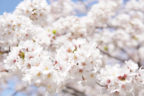 japanese-cherry-blossoms-6125088_1920