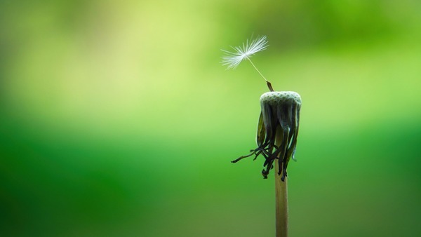 dandelion-5178095_1920