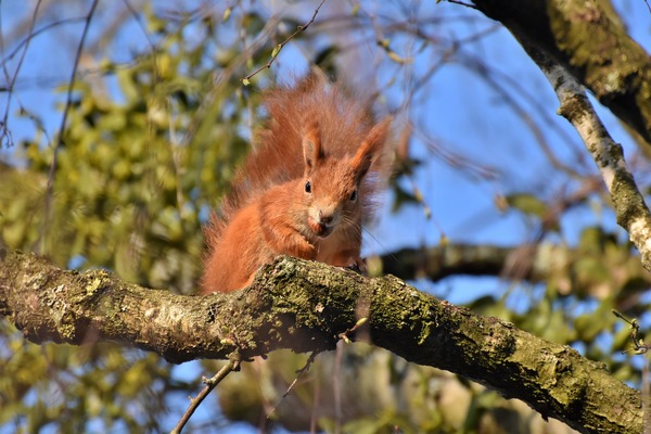 squirrel-5017538_1920