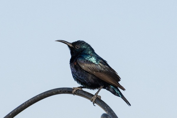bird-8763079_1280
