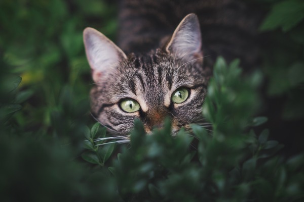 cat-g32ec4454d_1920