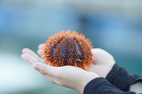 sea-urchin-8263832_1280