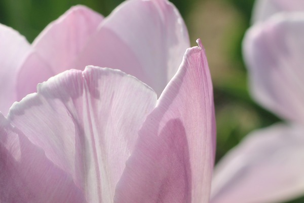 tulips-7146948_1920