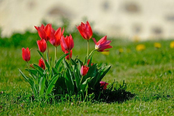 tulips-4197487_1920