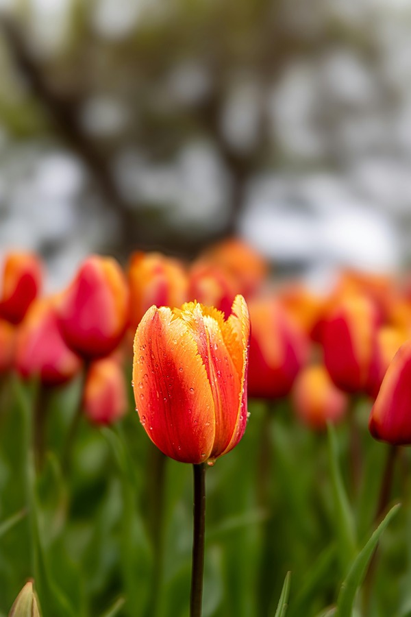 arturo_anez-beautiful-flowers-9641441
